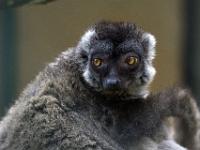 Brauner Maki Lemur